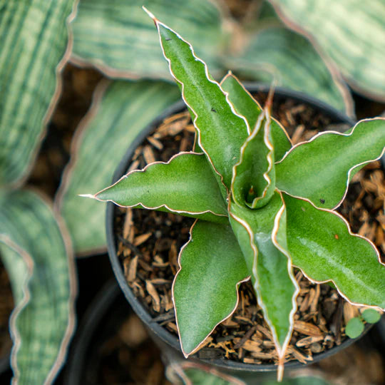 Sansevieria pingui x katana