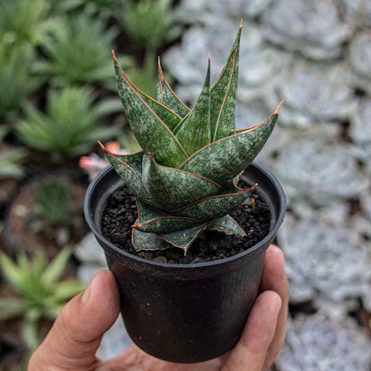 Sansevieria prabu