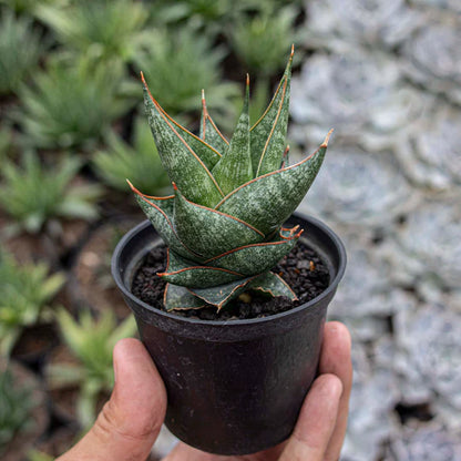 Sansevieria prabu