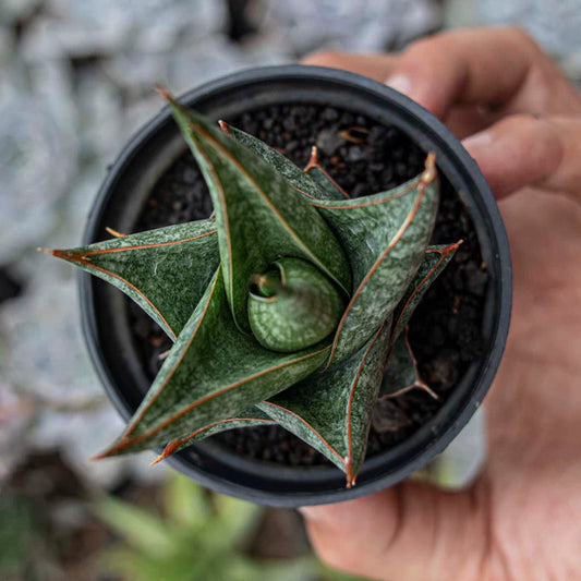 Sansevieria prabu