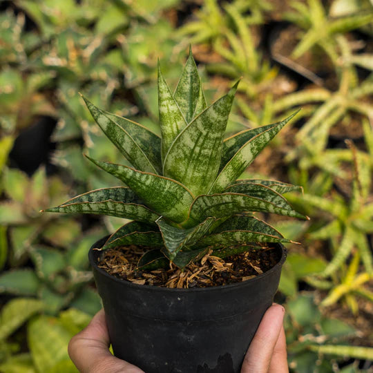 Sansevieria riyad