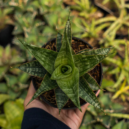 Sansevieria riyad