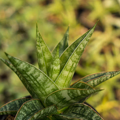 Sansevieria riyad