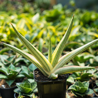 Sansevieria royal crown variegated white