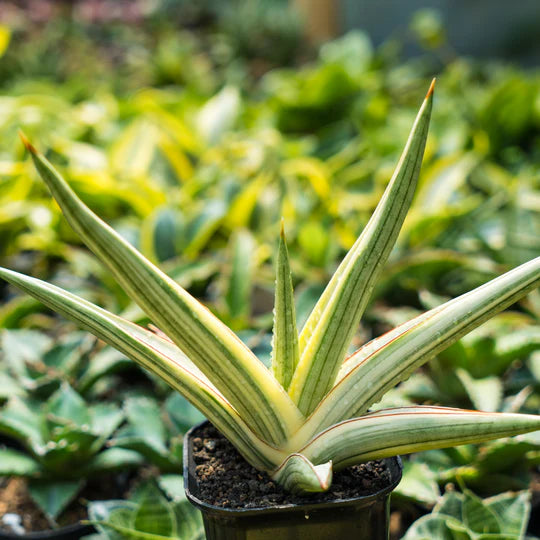 Sansevieria royal crown variegated white