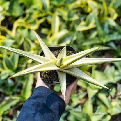 Sansevieria royal crown variegated white