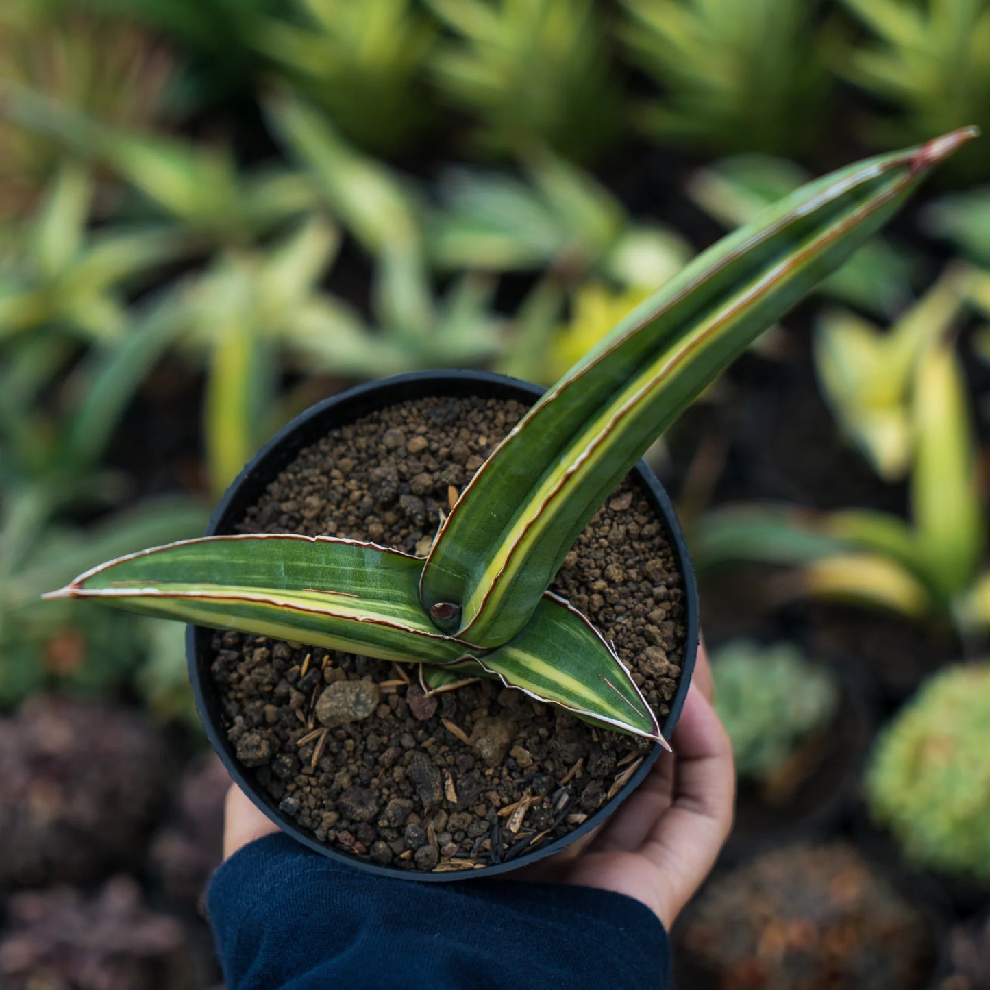 Sansevieria samurai salap variegated