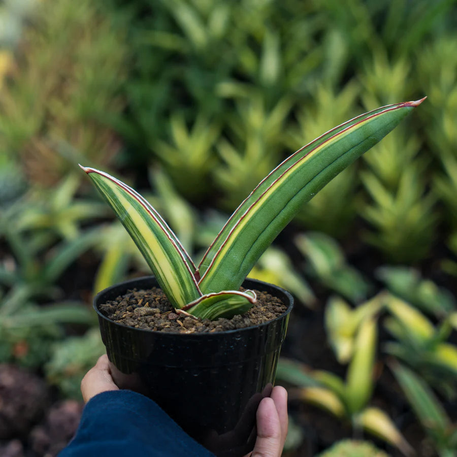 Sansevieria samurai salap variegated