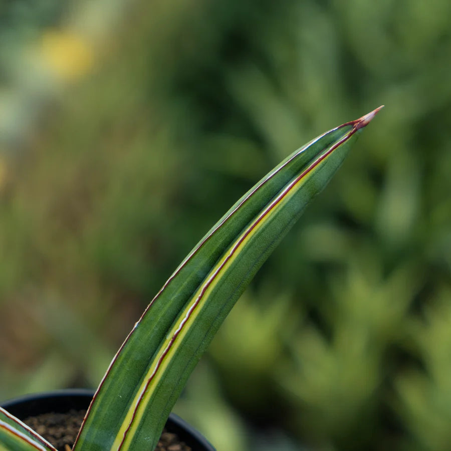 Sansevieria samurai salap variegated