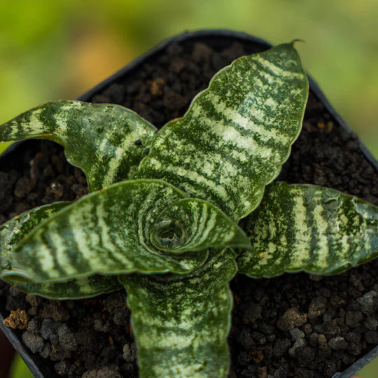 Sansevieria sejahtra