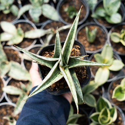 Sansevieria serayu