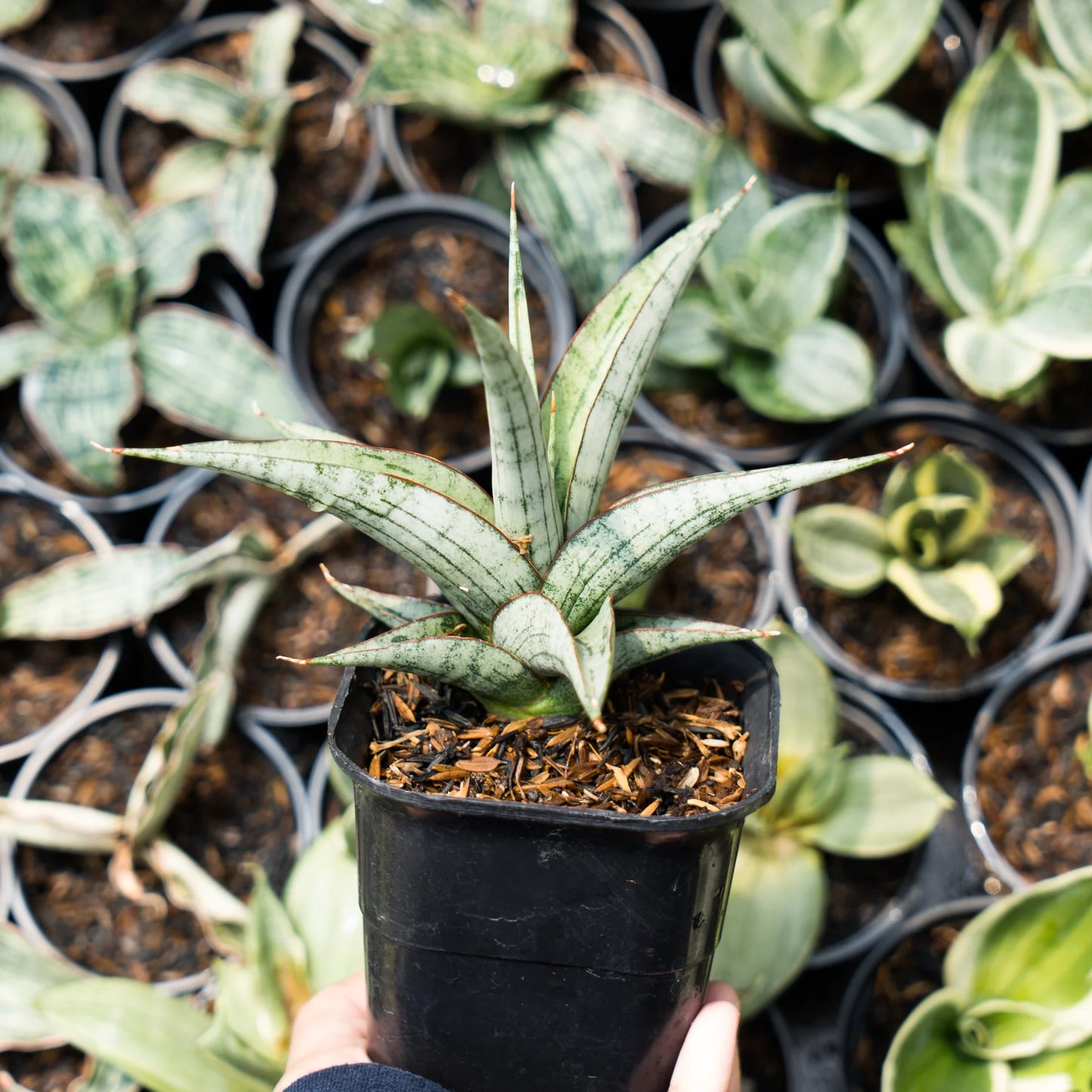 Sansevieria serayu