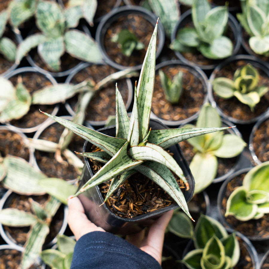 Sansevieria serayu