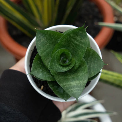 Sansevieria shela