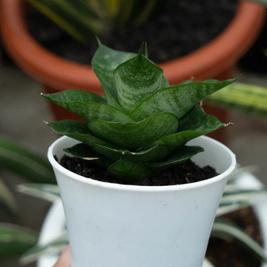 Sansevieria shela