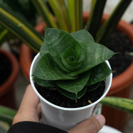 Sansevieria shela