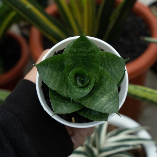 Sansevieria shela