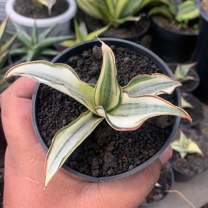 Sansevieria silver rose variegated