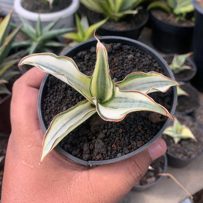 Sansevieria silver rose variegated