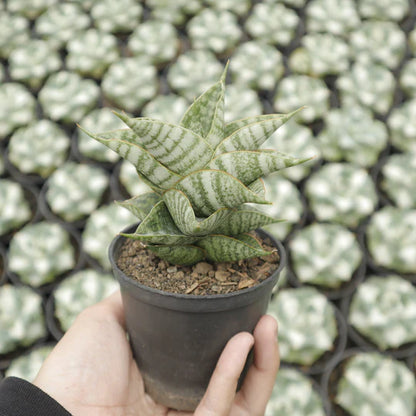 Sansevieria sindoro