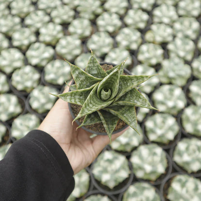 Sansevieria sindoro