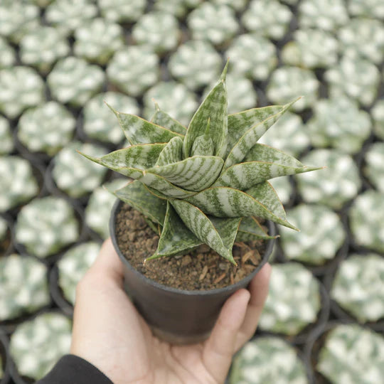 Sansevieria sindoro