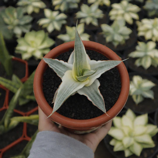 Sansevieria snow white