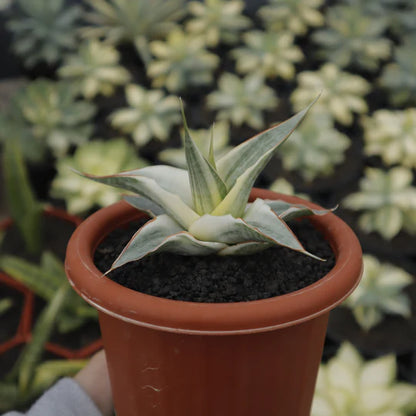 Sansevieria snow white