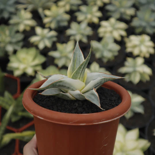 Sansevieria snow white