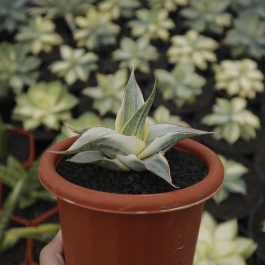 Sansevieria snow white