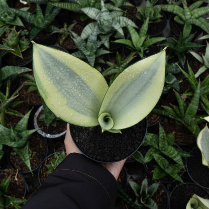 Sansevieria splash