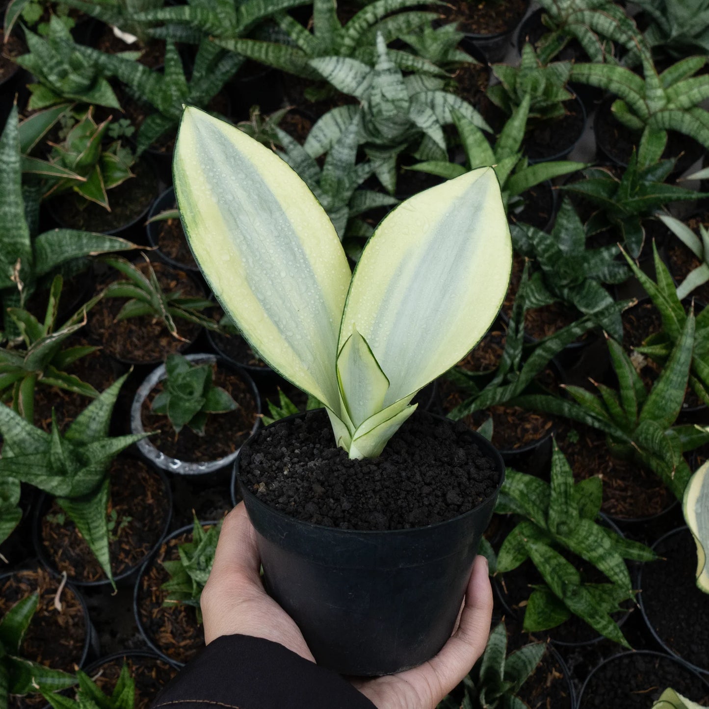 Sansevieria splash