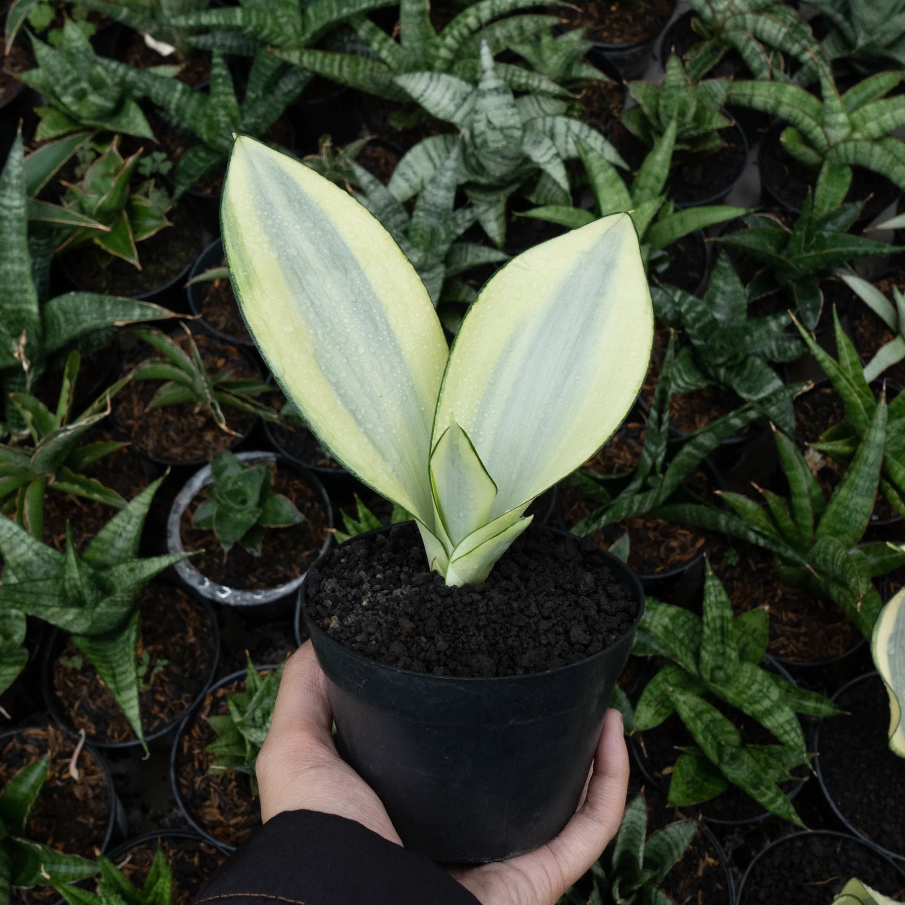 Sansevieria splash