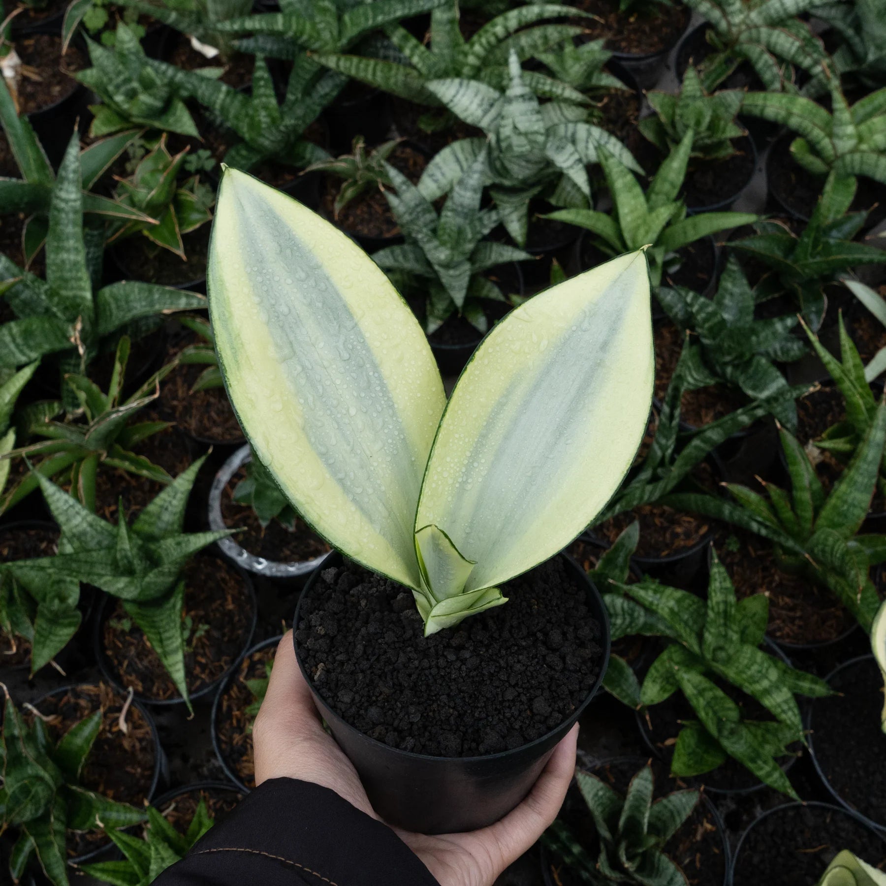 Sansevieria splash