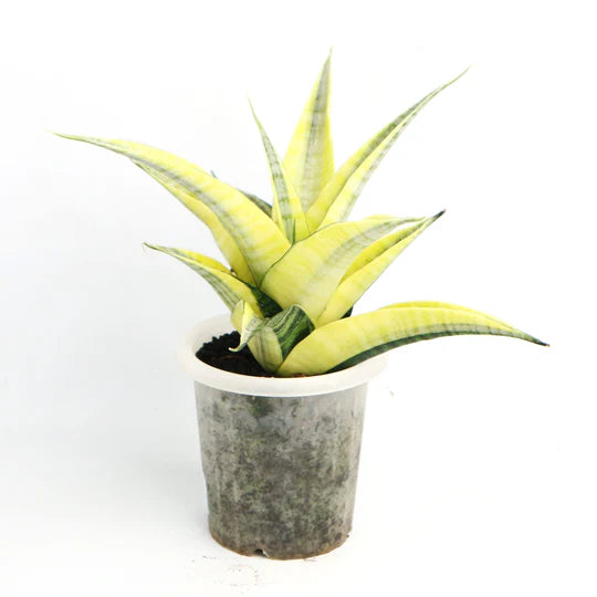 Sansevieria spyder variegated big