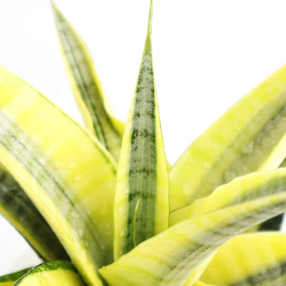 Sansevieria spyder variegated big