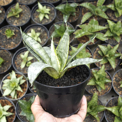 Sansevieria star bust