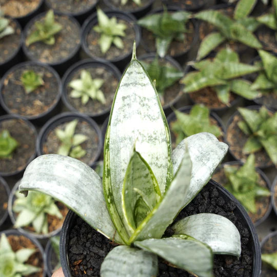 Sansevieria star bust