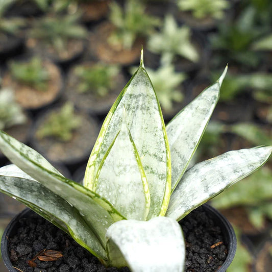 Sansevieria star bust