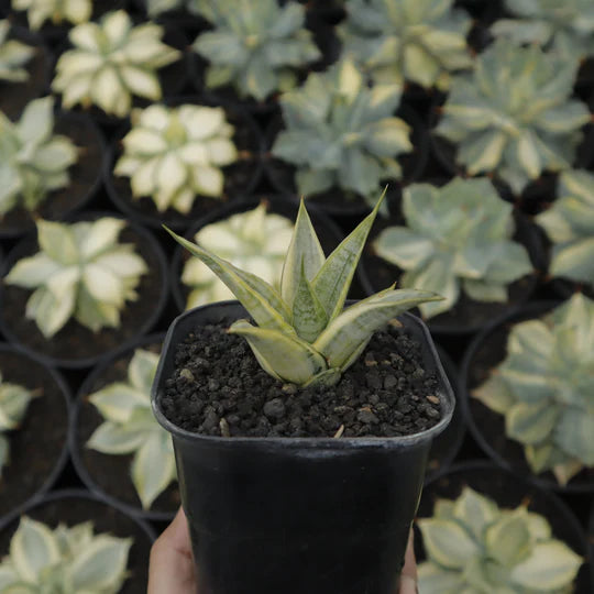 Sansevieria sweet celery variegated