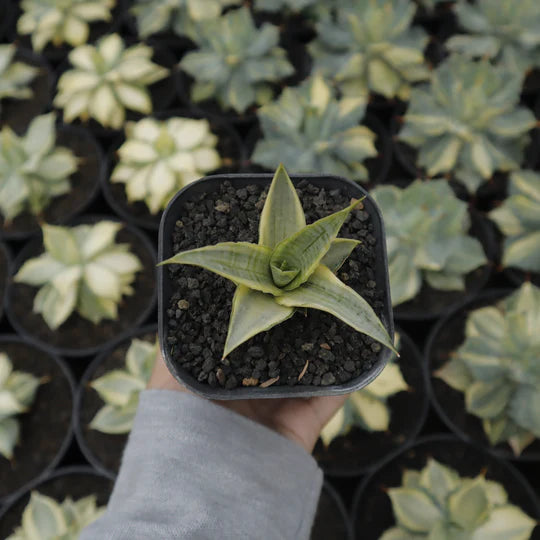 Sansevieria sweet celery variegated