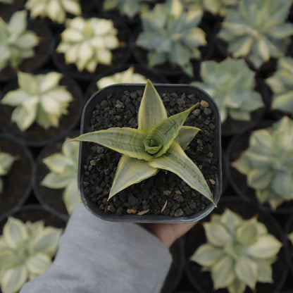 Sansevieria sweet celery variegated