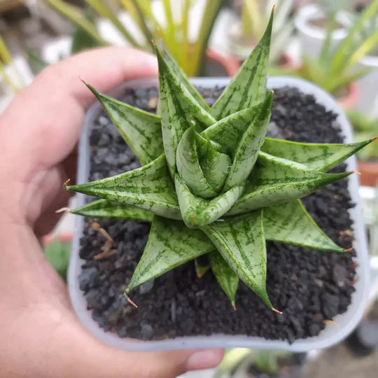 Sansevieria tesya