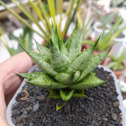 Sansevieria tesya