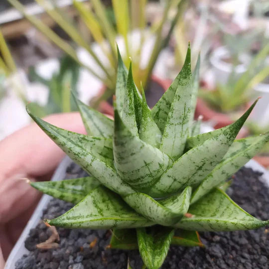 Sansevieria tesya