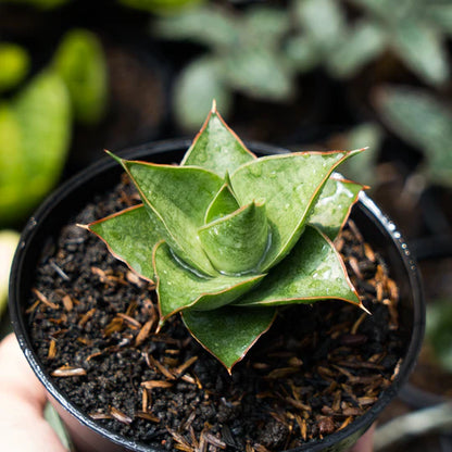 Sansevieria tower agape