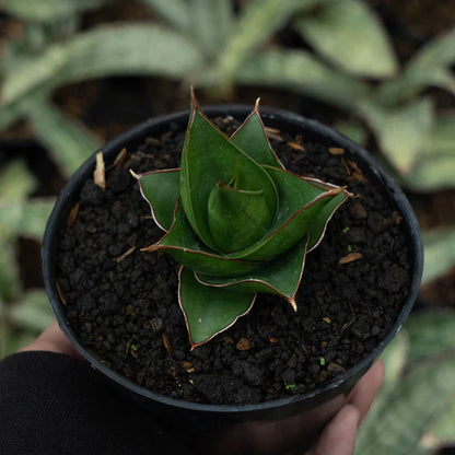 Sansevieria tower blue