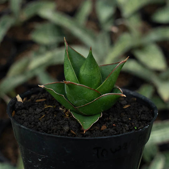 Sansevieria tower blue