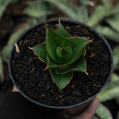 Sansevieria tower blue