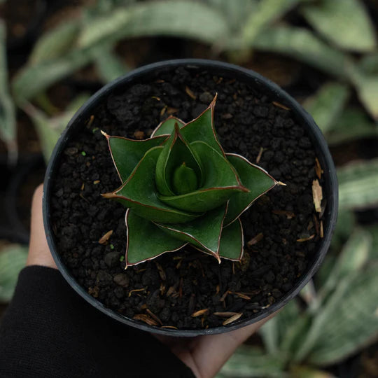 Sansevieria tower blue